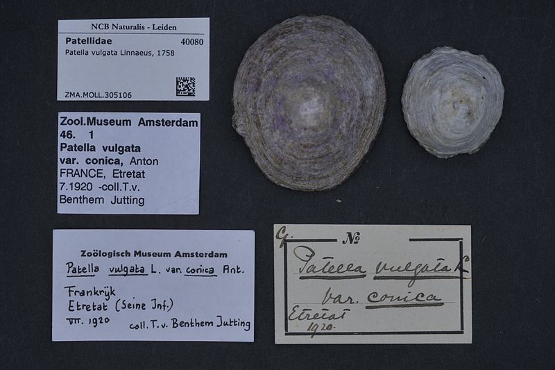 File:Naturalis Biodiversity Center - ZMA.MOLL.305106 - Patella vulgata Linnaeus, 1758 - Patellidae - Mollusc shell.jpeg