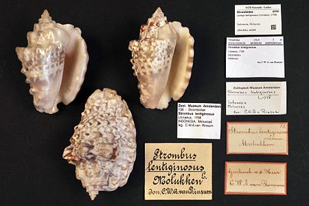 Naturalis Biodiversity Center - ZMA.MOLL.45209 - Lentigo lentiginosus (Linnaeus, 1758) - Strombidae - Mollusc shell.jpeg