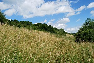 Nature reserve Steinberg near Wesseln (3) .JPG