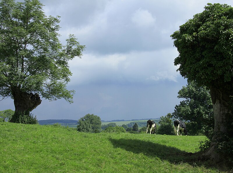 File:Natuurgebied 't Höfke..JPG