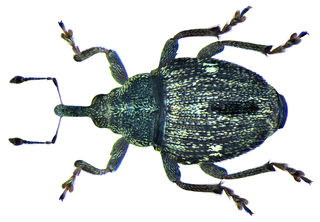 <i>Nedyus quadrimaculatus</i> species of insect