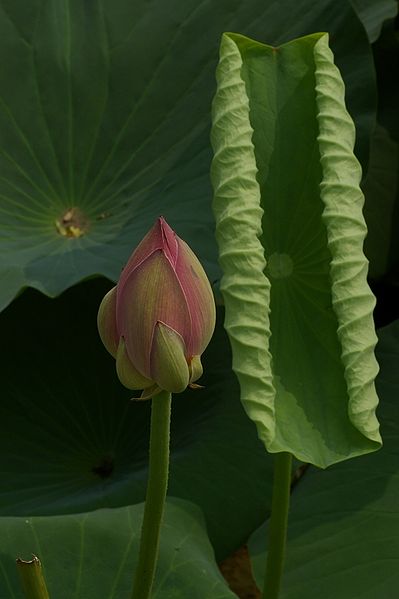 File:Nelumbo nucifera.jpg