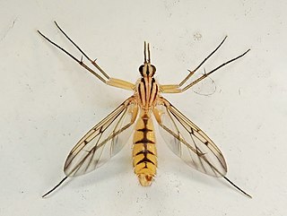 <i>Neoempheria balioptera</i> Species of fly