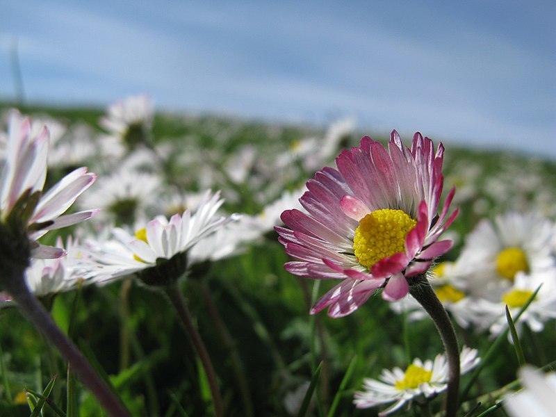 File:Neonain Phinc Pink Daisy (9067579839).jpg