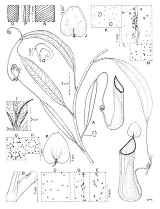 <i>Nepenthes leyte</i> Species of pitcher plant from the Philippines