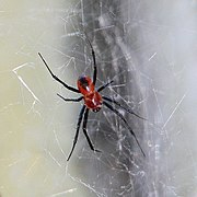 enlarged view of male, Cairns