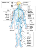 神经系统的缩略图