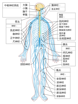 Nervous system diagram-zh.svg