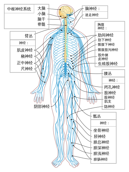 File:Nervous system diagram-zh.svg