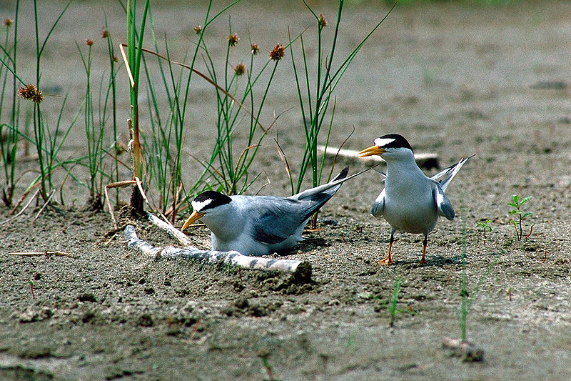 File:Nesting least terns Missouri River.jpg