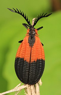 <i>Caenia dimidiata</i> Species of beetle