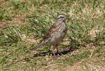Thumbnail for New Zealand pipit