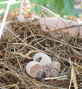 Thumbnail for File:Newborn Mourning Dove Chicks.JPG