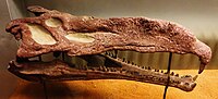 Thumbnail for Nicrosaurus