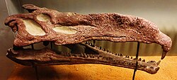 Lebka Nicrosaurus kapffi. JPG