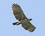 Nepalhaubenadler