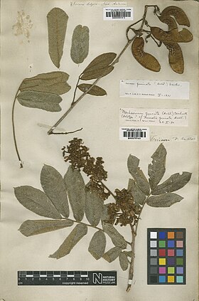Nissolia quinata Aubl. = Machaerium quinata (Aubl.) Sandwith BM000797403.jpg