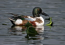 Northern Shoveller (Male) I IMG 0956.jpg