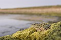 Northern leopard frog (Lithobates pipiens) (51592719386).jpg