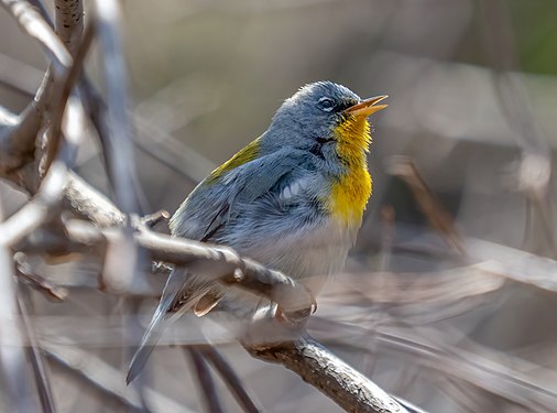 Northern parula in Central Park