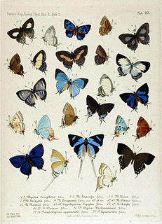 <i>Drina</i> (butterfly) Butterfly genus in family Lycaenidae