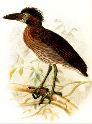 <span class="mw-page-title-main">Bermuda night heron</span> Extinct species of bird