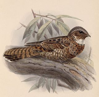 Yucatan poorwill Species of bird