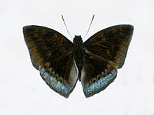 Nymphalidae - Euthalia monina tanagra.JPG