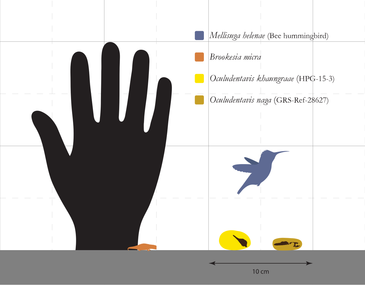 https://upload.wikimedia.org/wikipedia/commons/thumb/3/3c/Oculudentavis_Size_Comparison.svg/1280px-Oculudentavis_Size_Comparison.svg.png