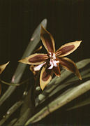 Odontoglossum mirandum Odontoglossum mirandum