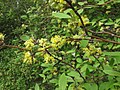 Olearia fragrantissima