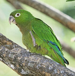 <span class="mw-page-title-main">Olive-throated parakeet</span> Species of bird