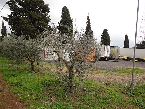 Olive trees in pomezia,italy