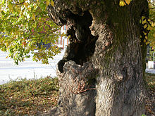 L'Olmo di Mergozzo, Piedmont (Ulmus minor), present in 1600 and still standing today Olmo di Mergozzo.JPG