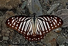 Sayap terbuka posisi Graphium macareus Godart, 1819 – Kurang Zebra DSC 0232.jpg