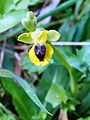 Ophrys lutea ssp. phryganae Monte Pellegrino, Palermo