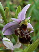 Ophrys × vetula