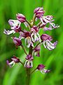 Orchis × angusticruris Germany - Saarland