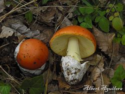 Amanita Cesarea