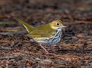 <span class="mw-page-title-main">Ovenbird</span> Species of bird