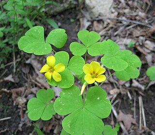 <i>Oxalis illinoensis</i> Species of flowering plant