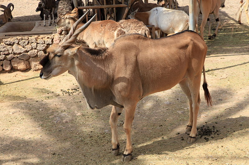 File:Pájara La Lajita - Oasis Park - Taurotragus oryx 02 ies.jpg