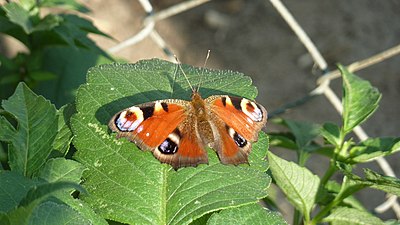 Peacock butterfly