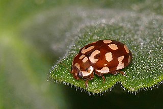Eighteen-spotted ladybird species of insect