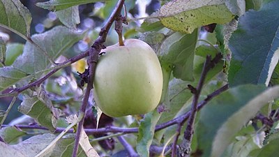 Apple trees in Upper Swabia