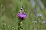 Miniatura para Melanargia occitanica