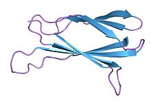 The tenth fibronectin type III domain (human, PDB: 1TTG ) PDB 1ttg EBI.jpg