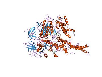 2f43: Rat liver F1-ATPase