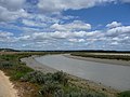 Wetland habitat of Borbo borbonica Río Barbate, Spain