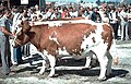 Vache Pie rouge des plaines (années 1970-1975) dans un concours d'animaux en Bretagne